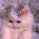 PG_cat_shy