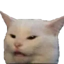 cat_wat