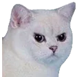 AngryCatAnnoyed AngryCatAnnoyed