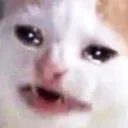 cryingcat