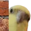 birbpeak birbpeak