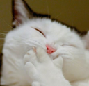 :LOLcat: