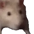 ratjam