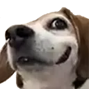 bravedog