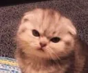 CuteAngryCat