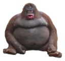 MONKE MONKE