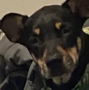 puppyyy
