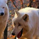 WolfWheeze2