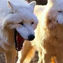 WolfWheeze1 WolfWheeze1