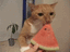 watermelon