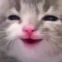 happicat