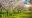fruehling_01