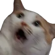 AMaaaCat Discord Emoji
