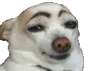 mv_DogeEyeBrows mv_DogeEyeBrows