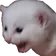 catScream