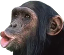 pogchimp