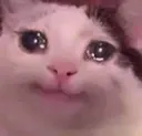 sadmeow