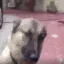 dog_dawg