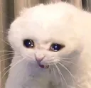 CryingCat