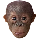 BabyOrang