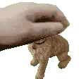 Petbuddy