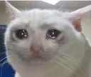 Crying Cat cryingcat Discord Emoji