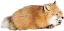 Fox Loaf Discord Emoji