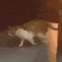 SCwalking SCwalking