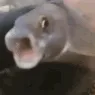 poggerfish