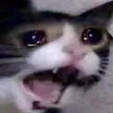 fuwwycat