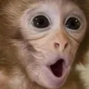 Pogchimp Pogchimp Discord Emoji