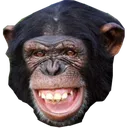 monke1
