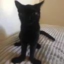 Paws