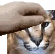floppapet4