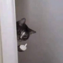 catF