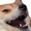 dogekek