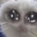 crycat Discord Emoji