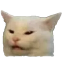 cat cat