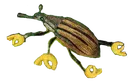 Weevil