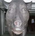 ofanesgya