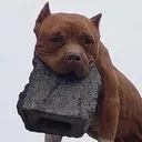 brickdog