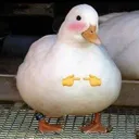 shyduck