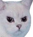 Catmad catmad Discord Emoji