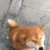 shibaaa