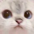 sc_uwu