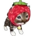 strawber strawber