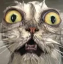 y_scaredcat Discord Emoji
