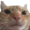 stare_cat