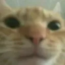 catstare