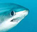 sadshark